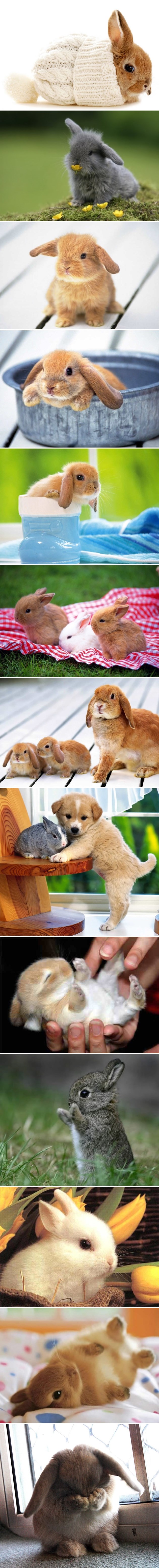 Preslatki zekonje koji će te natjerati na "Awwwwww"