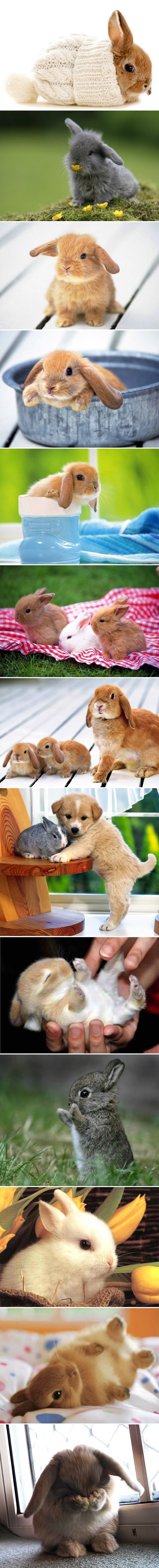 Preslatki zekonje koji će te natjerati na "Awwwwww"