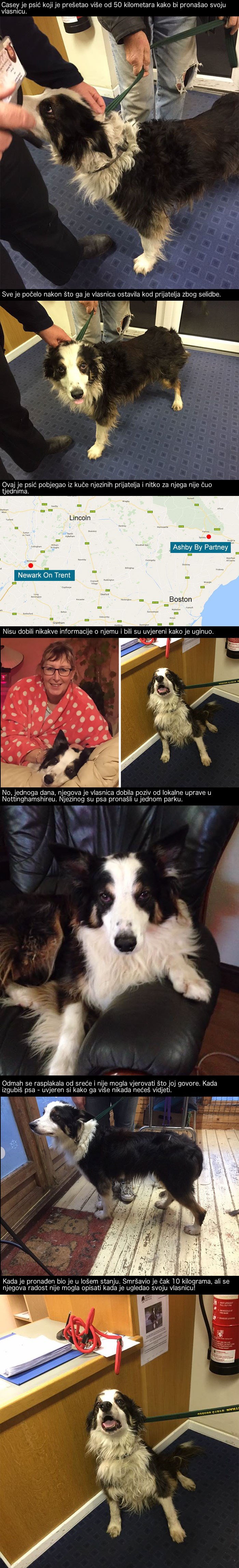 Predivna priča o psu koji je prešao više od 50 km kako bi našao svog vlasnika