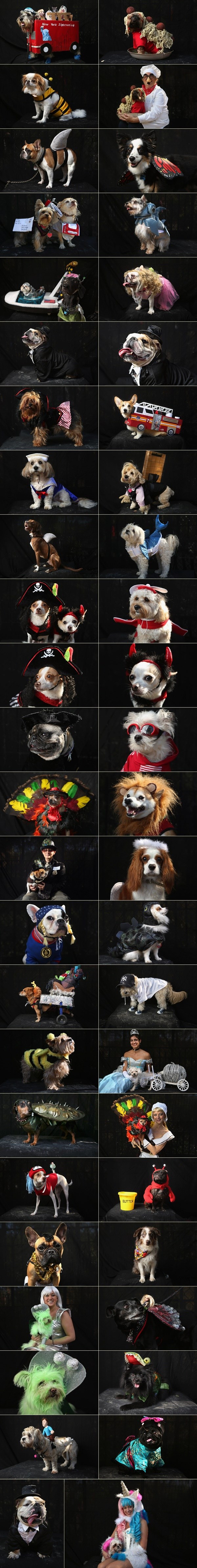 Preslatki maskirani psi