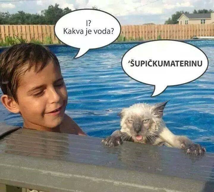 Što je rekla mačka nakon plivanja?
