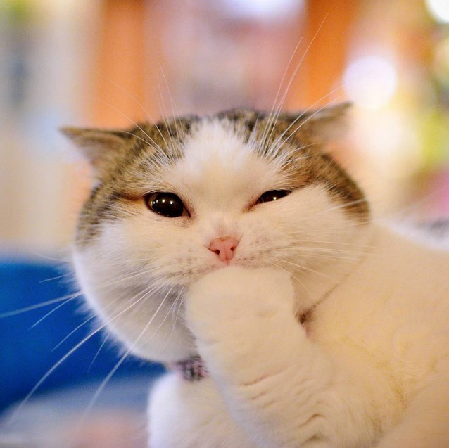 Njihihiiii, ostavila sam ti "kolačić" na tepihu!