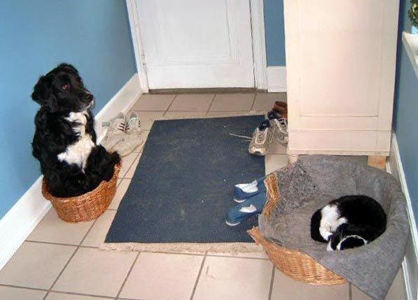 Podla mačka deložirala psa i uselila u nekretninu!