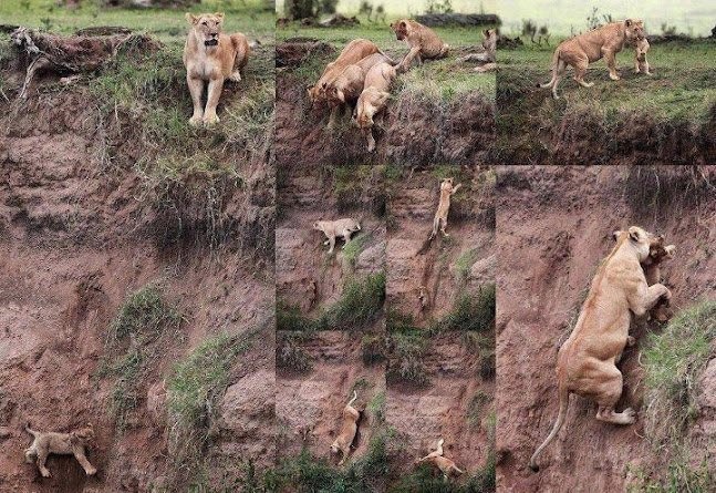 Prava mama: Lavica riskirala život za svog mladunca