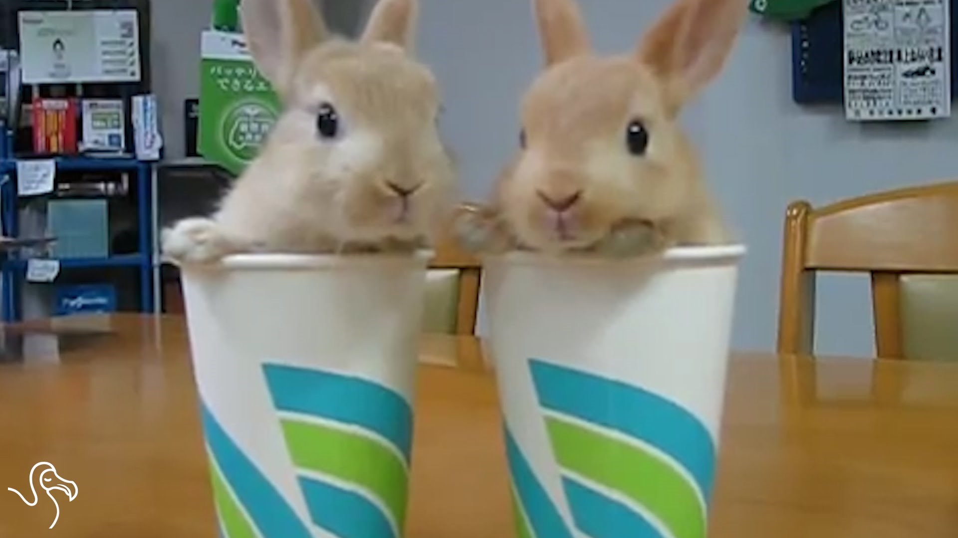 VIDEO: Top 5 istina koje samo vlasnici zečića znaju