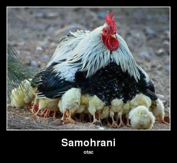 Volio si šarati, eto ti sad na!