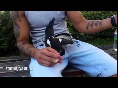 VIDEO: Ptica mu skočila na međunožje i napravila kazneno djelo!