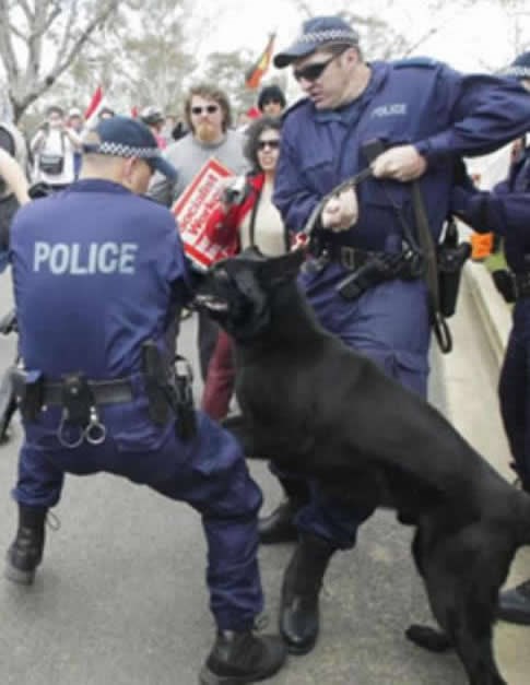 Kad policijski pas radi po osjećaju, a ne naredbi