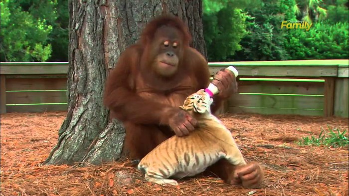 VIDEO: Brižni orangutan nahranio tigriće, pa se bacili na igru