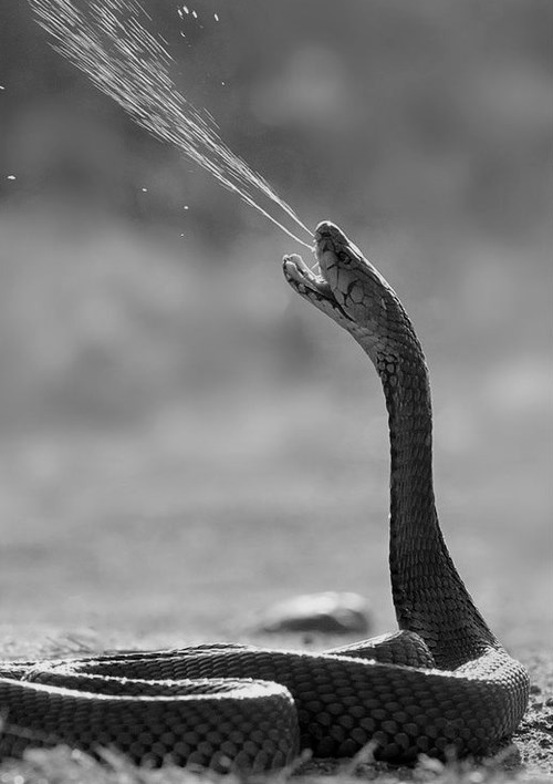 Zmija koja otrov žrtvama pljuje u lice