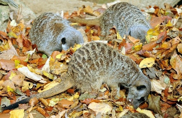 Hm, gdje si ti skrio tu klopu?