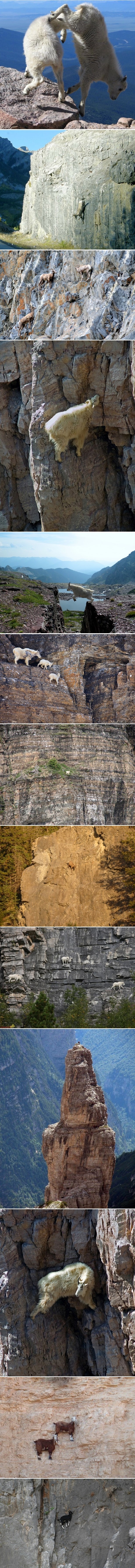 Munjene koze na liticama