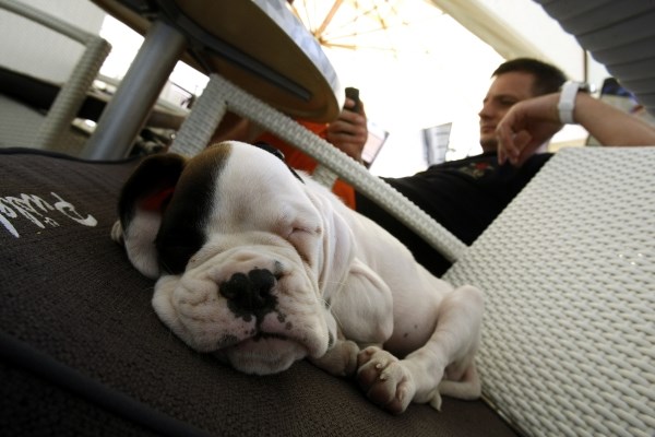 Slatkog malog boxera svladao san