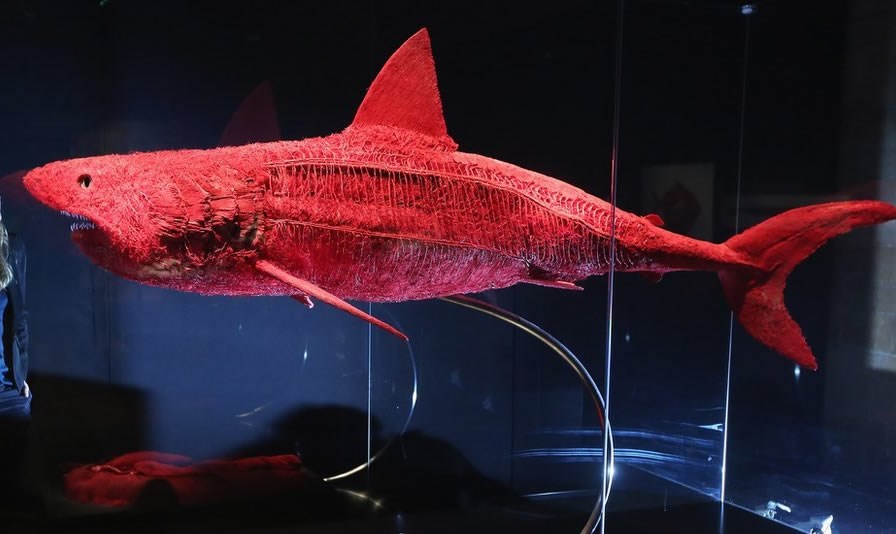 Kompletni krvožilni sustav velike bijele psine