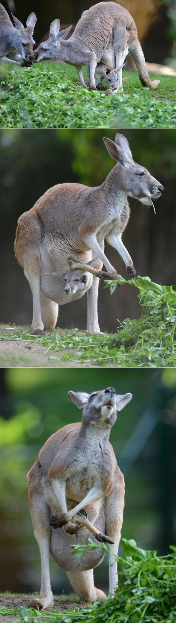 Sretna klokanska obitelj na okupu