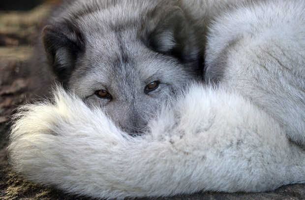 Pospana polarna lija lijena za ustajanje