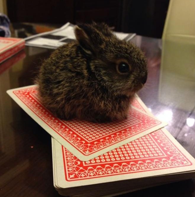 Minijaturni zekonja osvaja slatkoćom