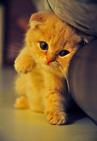 Mačić se sakrio kraj kauča i sprema iznenađenje