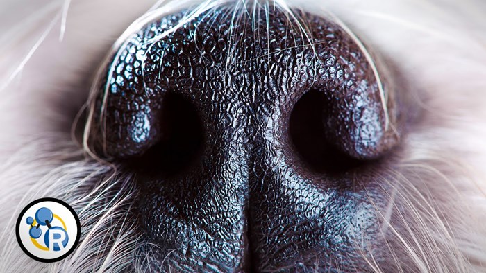 VIDEO: Točan odgovor na vječno pitanje - zašto si psi njuškaju stražnjice?!