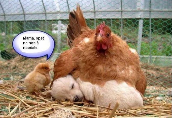 I ćorava koka odgoji pile?