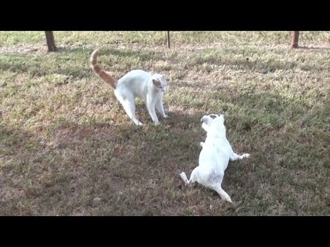 Odbačeni, slijepi pas dobio je drugu šansu za život