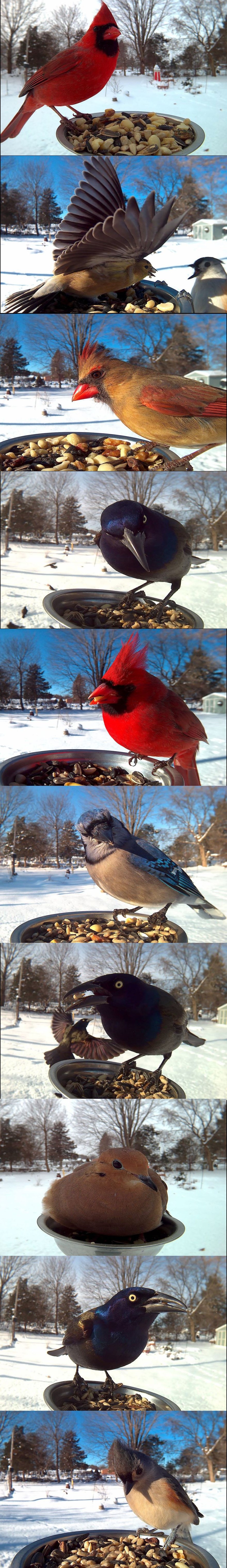 On je postavio hranilicu za ptice na svoj prozor i dobio ove čudesne fotografije