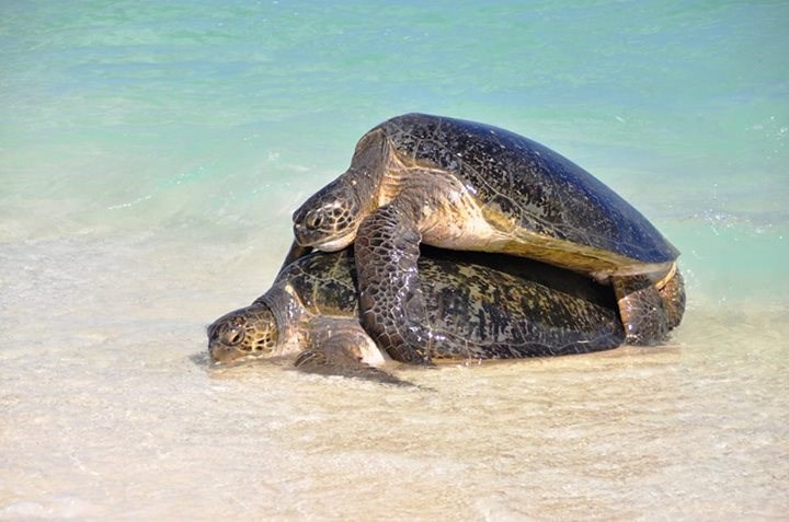 Nije čudo da moramo živjet stotine godina, penješ se danima!
