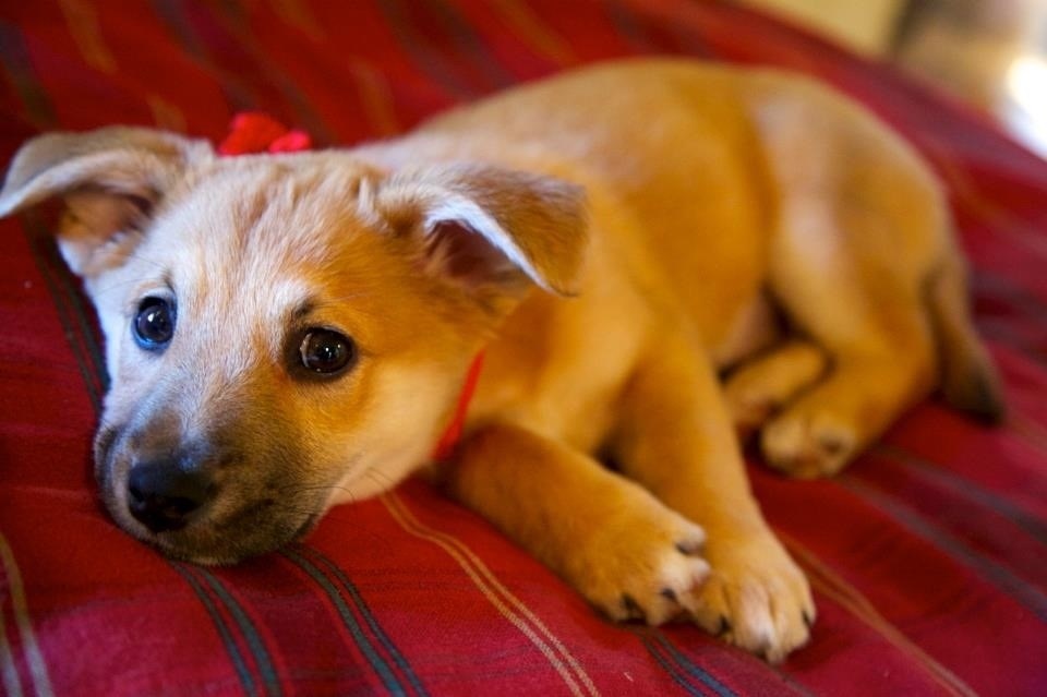 Proglašavam petodnevni spojeni vikend-tjedan spavanja