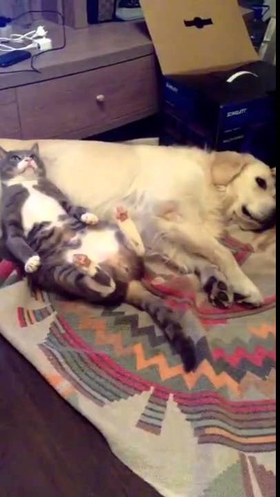 VIDEO: Mačka od psa napravila jastuk za kontempliranje o životima