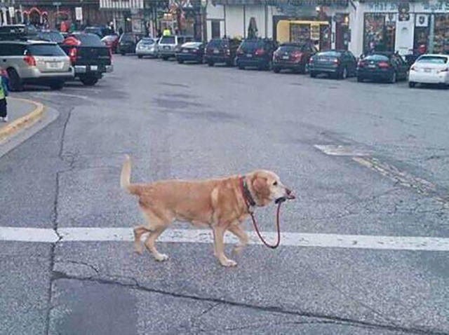 Ma goni se, mogu se ja i sam proštetati