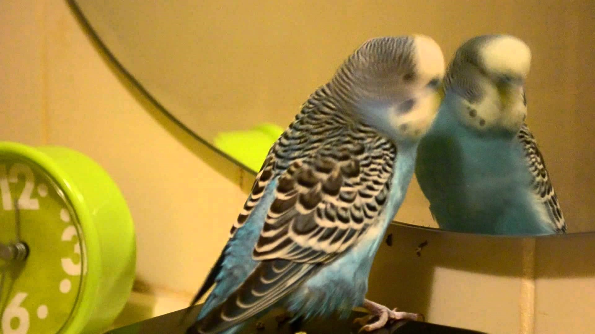 Svog je ljubimca naučio govoriti