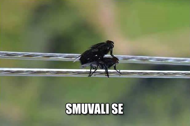 Napaljene muhe nemaju srama: Marš u svoja četiri zida!