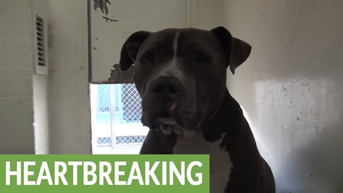 VIDEO Razočarani pas se rasplakao nakon što je završio u skloništu