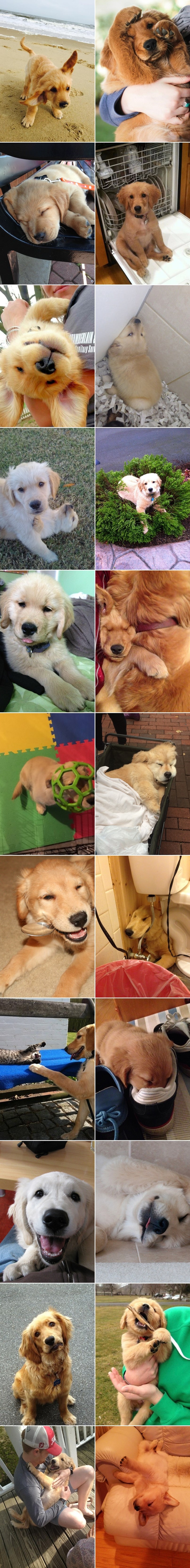 Galerija: Zlatni retriveri - nasmijani anđeli psećeg svijeta