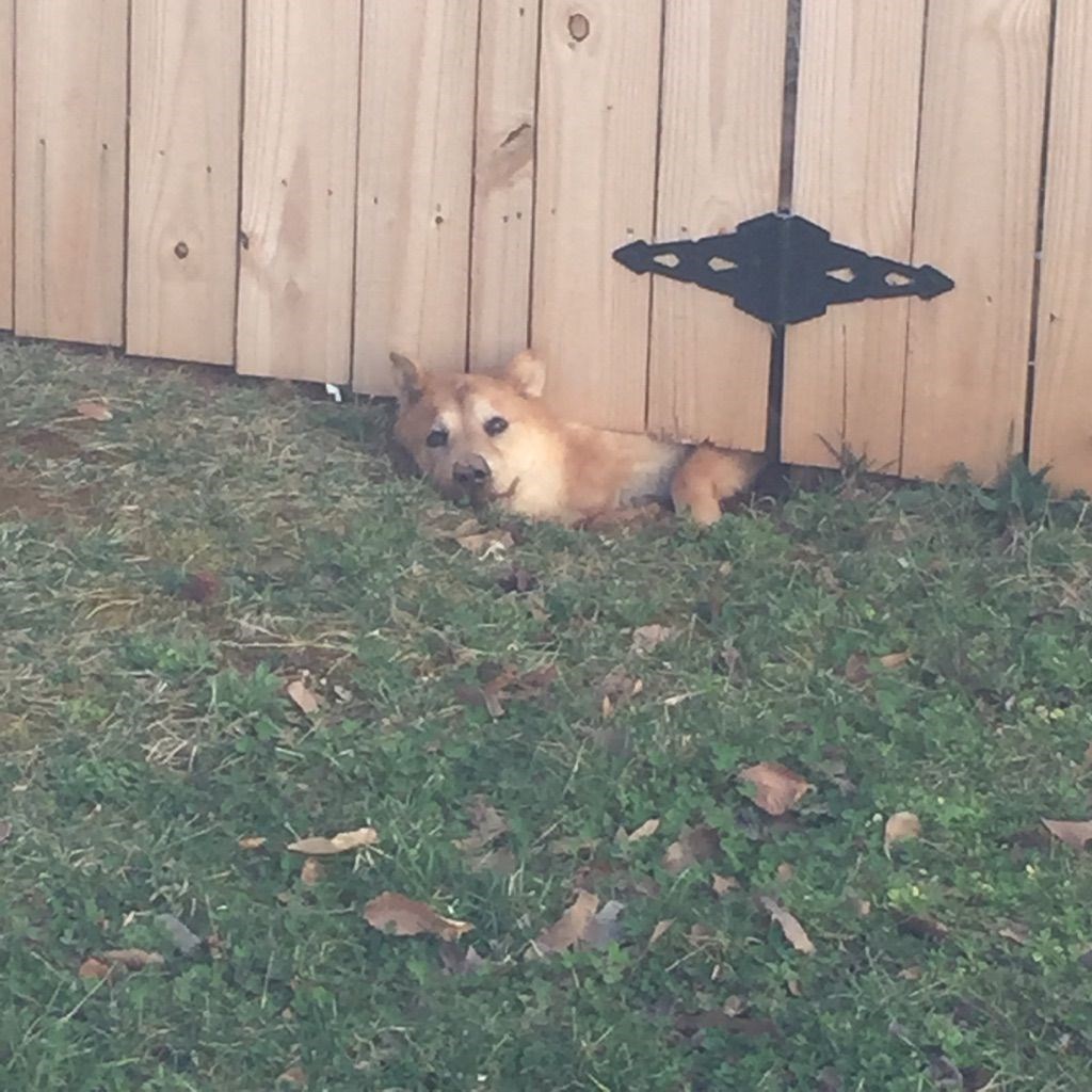 Uhvaćen! Lukavac snimljen kako se vraća kući nakon cjelonoćnog tuluma!