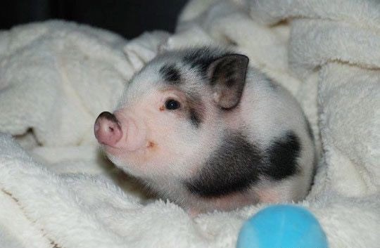 Pjegava svinjica konačno budna