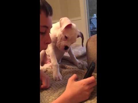 Kad ovo rade, ne možeš se ne zaljubiti u njih