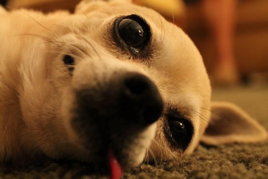 Nakon božićnog prežderavanja treba malo prileći