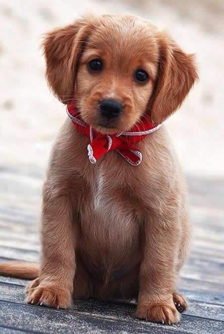 Zovu ga kradljivac srca..