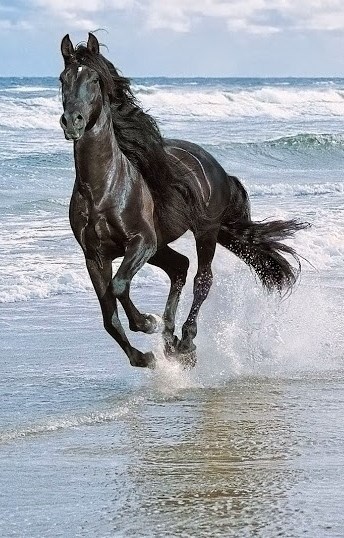 Crni ljepotan uživa u slobodi