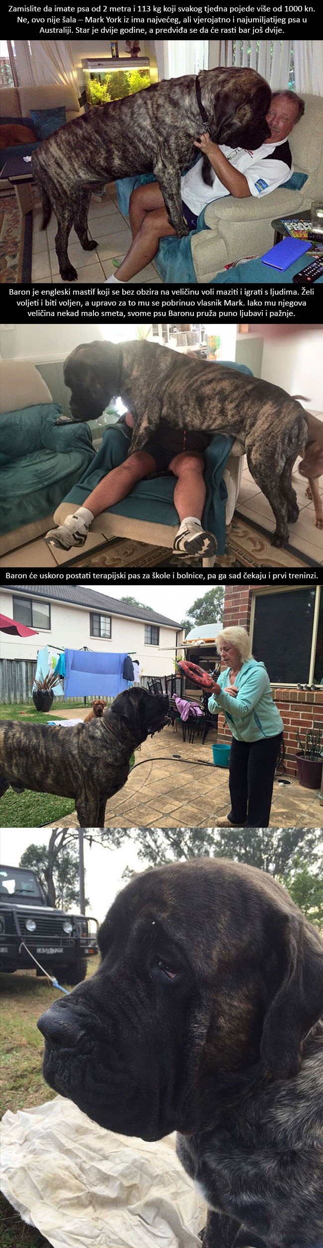 Najveći pas Australije ni ne shvaća koliko je težak, pogledajte kakve probleme zadaje svom vlasniku