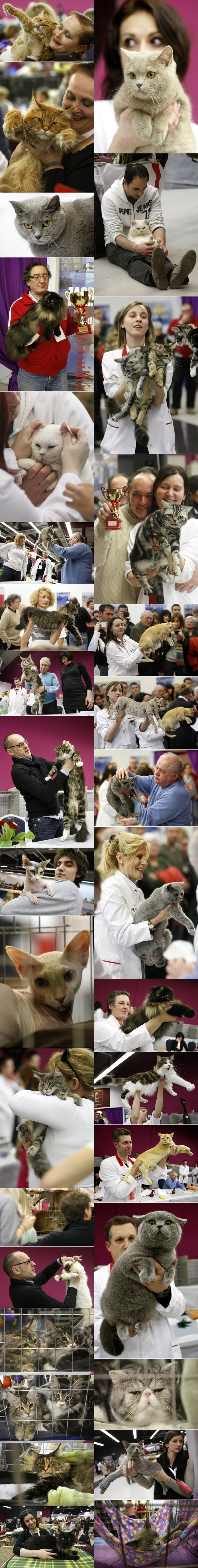 Prekrasne mačke došle na izložbu u Zagreb