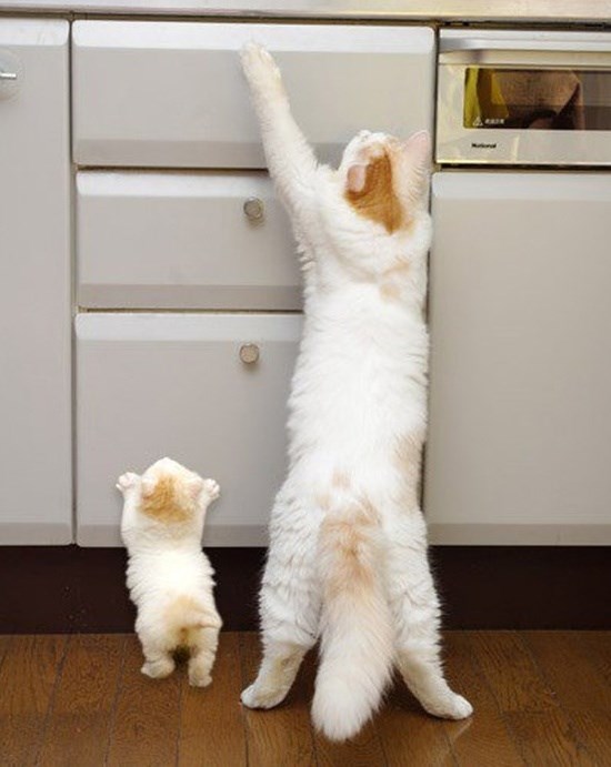 tu, tata, točno tu je sakrila hranu...sve sam vidio..