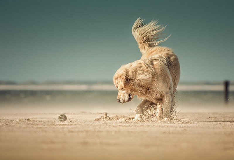Bezbrižno poslijepodne jednog psa na plaži