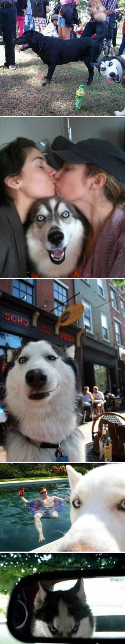 Blentavi haskiji ne mogu izdržati bez da ti rade spačke