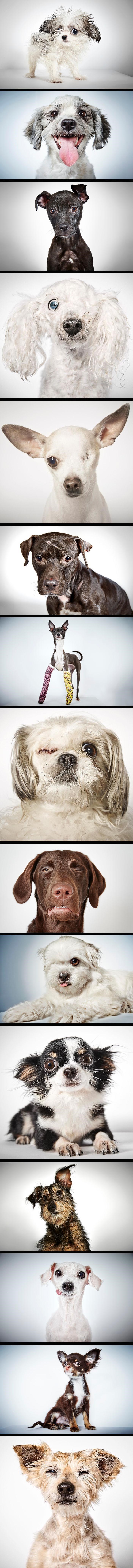 Modni fotograf besplatno slika napuštene pse kako bi što prije našli dom