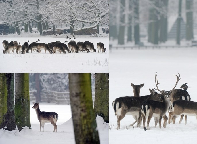 Bambi i njegova velika obitelj u snijegu