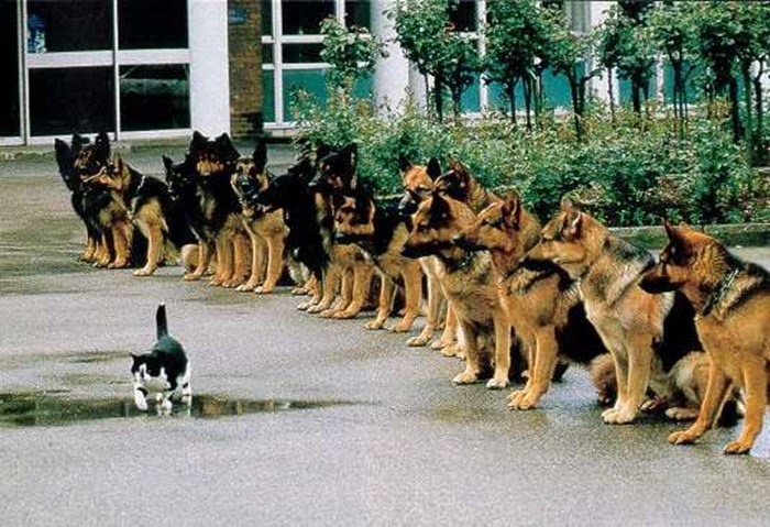 Komandant Mačka hrabri pse pred odlazak u boj