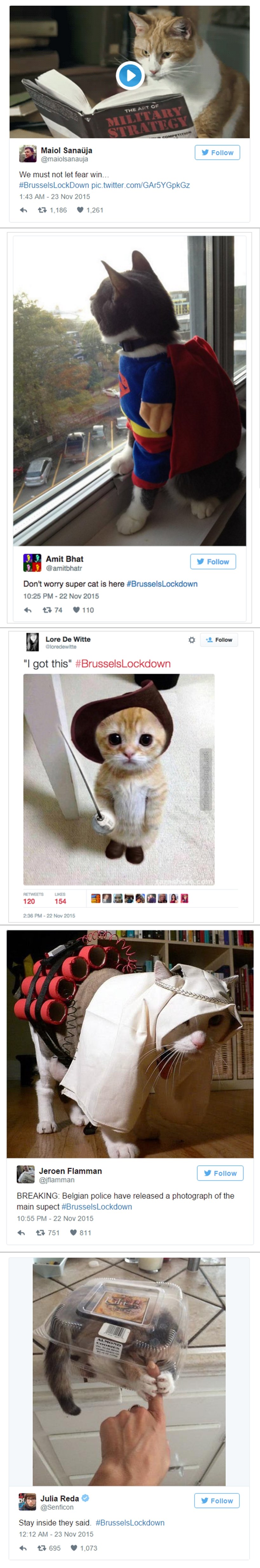 GALERIJA: Belgijanci na terorističke prijetnje odgovorili - slikama mačaka!