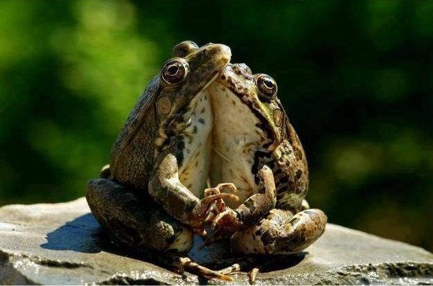 Draga, jesi za ples?